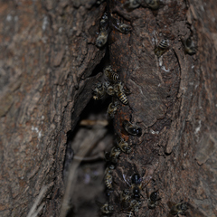 Apis cerana japonica