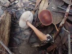 Rhodocollybia incarnata