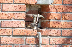 Phoenicurus ochruros