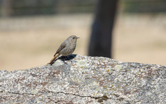 Phoenicurus ochruros