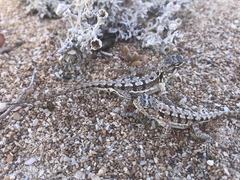 Butler's Dragon photo 1