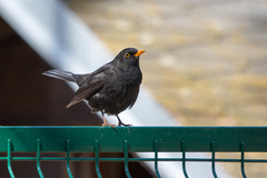 Turdus merula