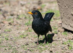 Turdus merula