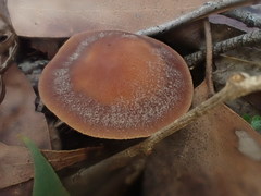 Rhodocollybia incarnata