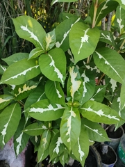 Graptophyllum pictum