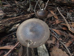 Amanita cheelii