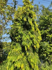Polyalthia