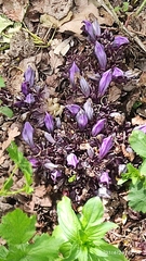 Lathraea clandestina