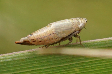 Doratura Stylata Inaturalist Ca