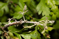 Podosphaera clandestina