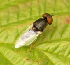 Hedriodiscus vertebratus