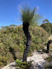 Xanthorrhoea glauca