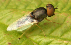 Hedriodiscus vertebratus