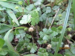 Hydrocotyle batrachium