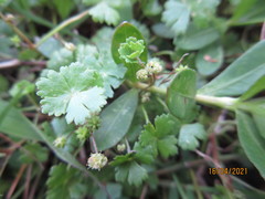 Hydrocotyle batrachium