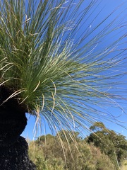 Xanthorrhoea glauca