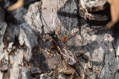 Pimpla turionellae
