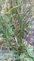 Plantago major