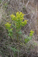 Smyrnium perfoliatum rotundifolium