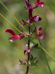 Salvia hierosolymitana hierosolymitana
