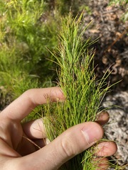 Caustis blakei