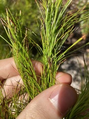 Caustis blakei