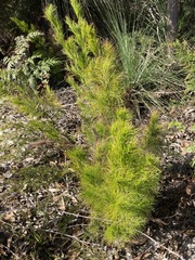 Caustis blakei