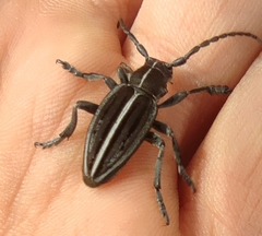 Dorcadion holosericeum