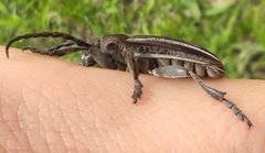 Dorcadion holosericeum