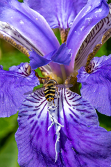 Iris tectorum