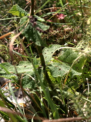 Salvia hierosolymitana hierosolymitana
