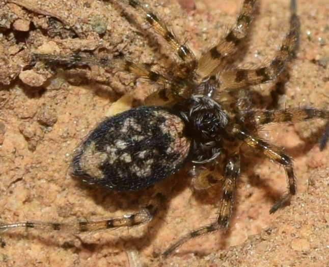 Oecobius machadoi