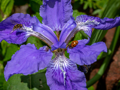 Iris tectorum