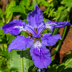 Iris tectorum