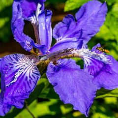 Iris tectorum