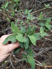 Lepechinia cardiophylla