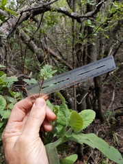 Lepechinia cardiophylla
