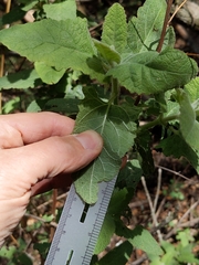 Lepechinia cardiophylla