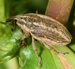 Larinus ursus