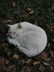 Felis catus