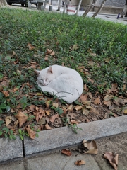 Felis catus