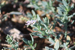 Heliotropium curassavicum