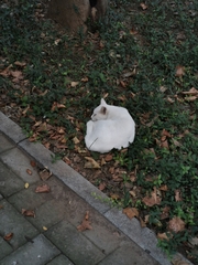 Felis catus