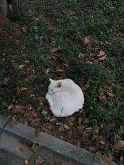 Felis catus