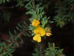 Pultenaea rostrata