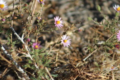 Corethrogyne filaginifolia