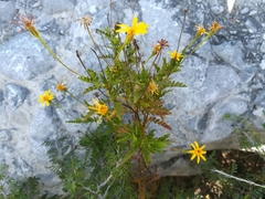 Chrysactinia pinnata