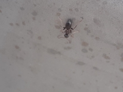 Lasius