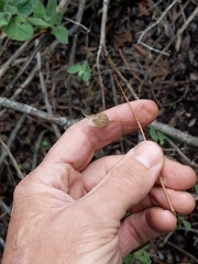 Lepechinia cardiophylla