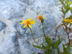 Chrysactinia pinnata